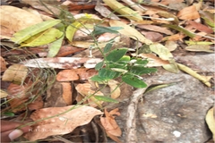 Crotalaria prostrata